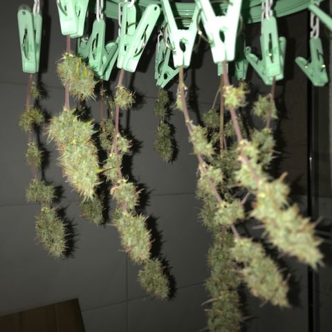 Jack Herer Autoflowering growlog photo: 04:00-
