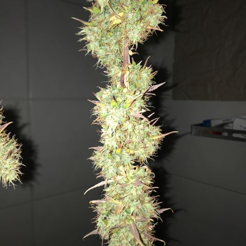 Jack Herer Autoflowering growlog timeline photo