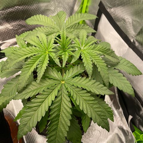 High Cloudz growlog timeline photo