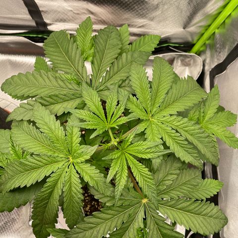 High Cloudz growlog timeline photo