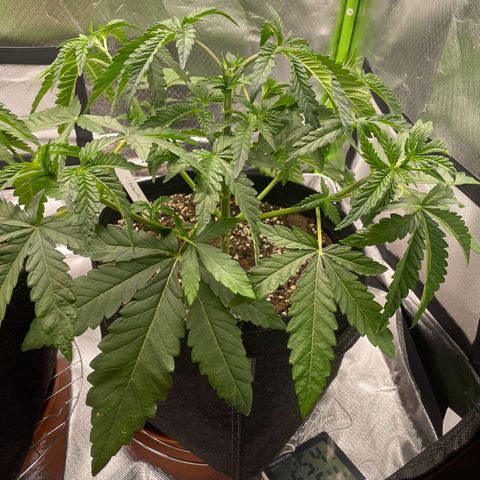 High Cloudz growlog timeline photo