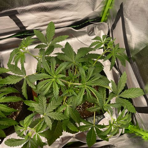 High Cloudz growlog timeline photo