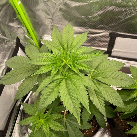 Persian Pie growlog timeline photo