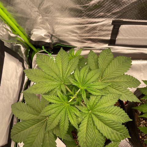 Persian Pie growlog timeline photo
