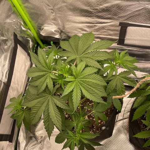 Persian Pie growlog timeline photo