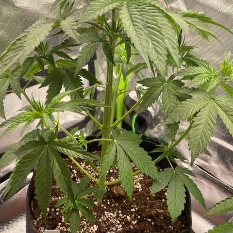 Persian Pie growlog timeline photo