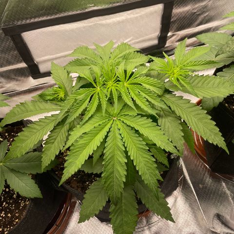 Pulp Friction growlog timeline photo