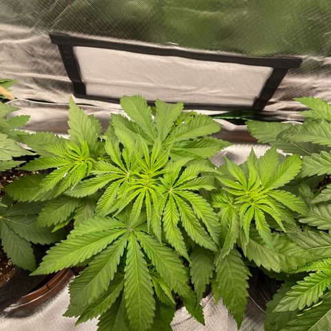 Pulp Friction growlog timeline photo