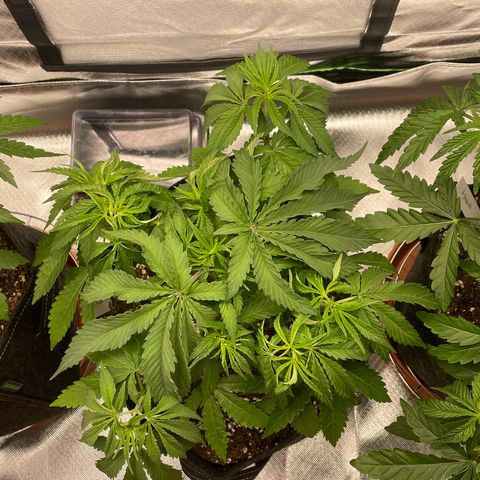 Pulp Friction growlog timeline photo