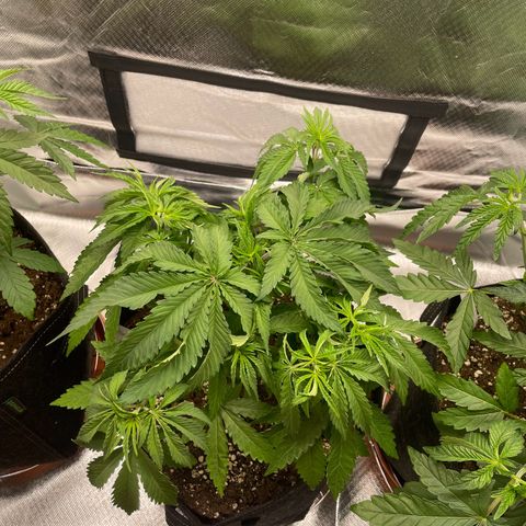 Pulp Friction growlog timeline photo