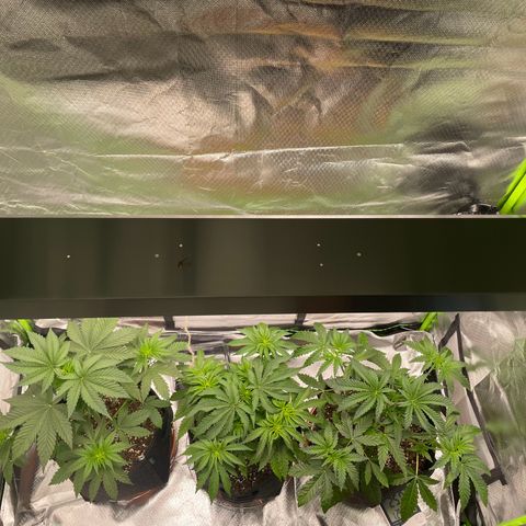 Pulp Friction growlog timeline photo
