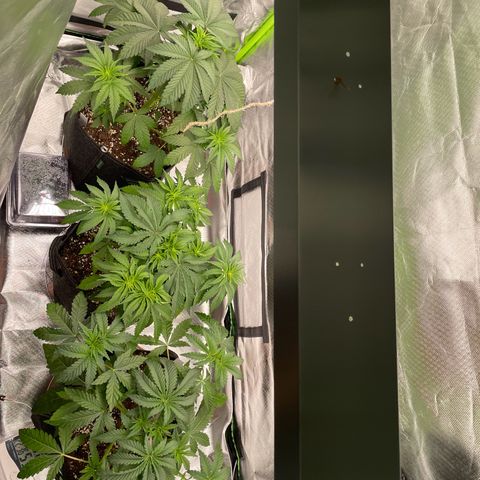 High Cloudz growlog timeline photo