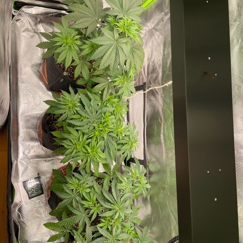 High Cloudz growlog timeline photo