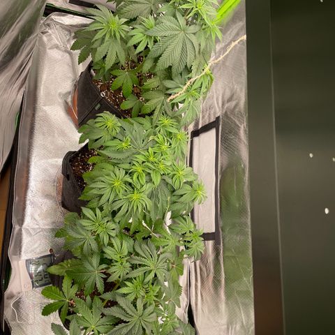 High Cloudz growlog timeline photo