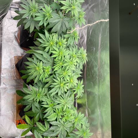 High Cloudz growlog timeline photo