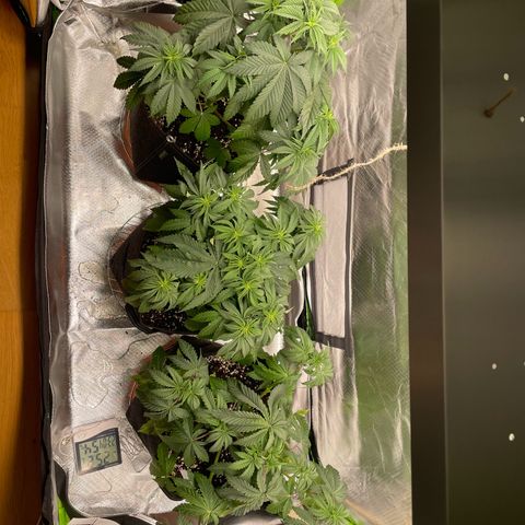 Persian Pie growlog timeline photo