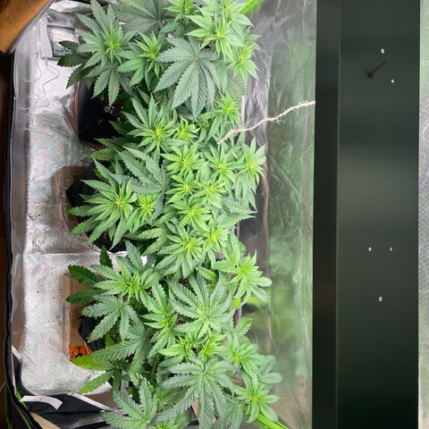 Pulp Friction growlog timeline photo