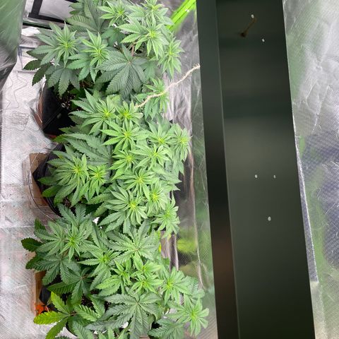 High Cloudz growlog timeline photo