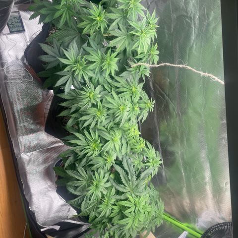 High Cloudz growlog timeline photo