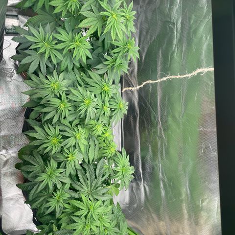Persian Pie growlog timeline photo