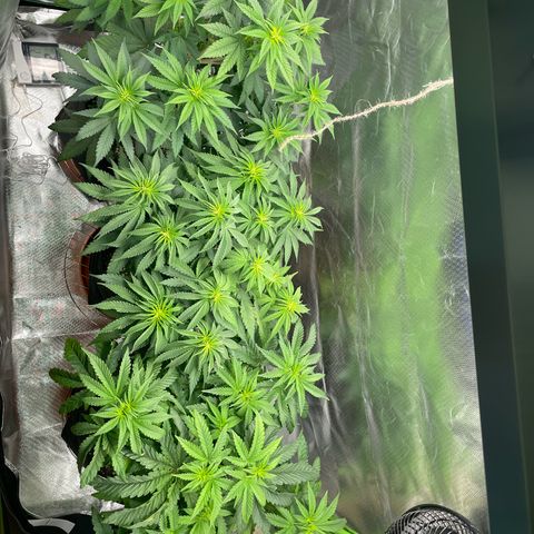 Pulp Friction growlog timeline photo