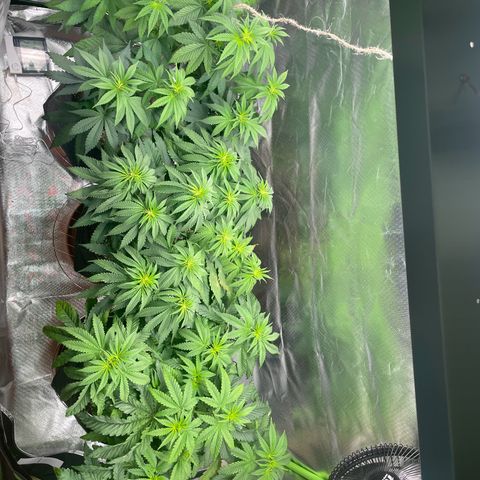 Persian Pie growlog timeline photo