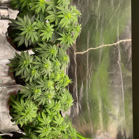 Pulp Friction growlog timeline photo