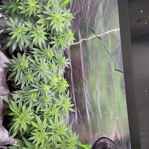 Pulp Friction growlog timeline photo