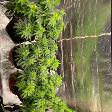 Pulp Friction growlog timeline photo
