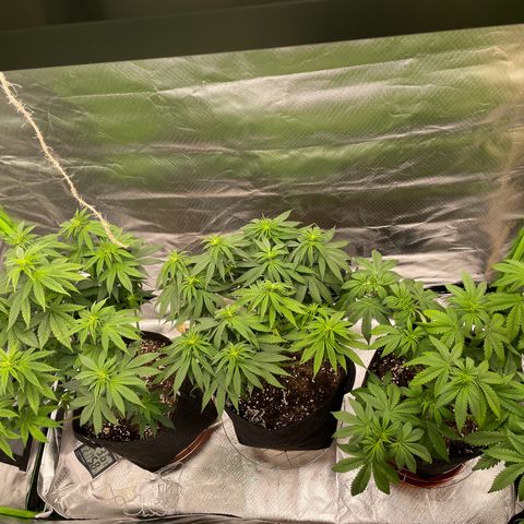 Persian Pie growlog timeline photo