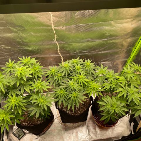 Pulp Friction growlog timeline photo