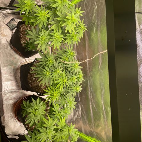 Persian Pie growlog timeline photo