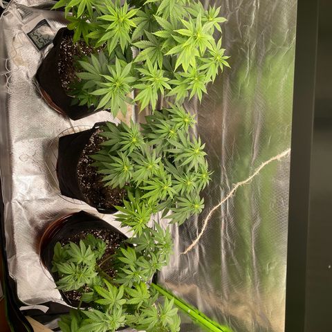 Pulp Friction growlog timeline photo
