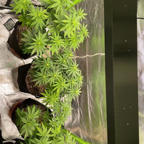 Persian Pie growlog timeline photo