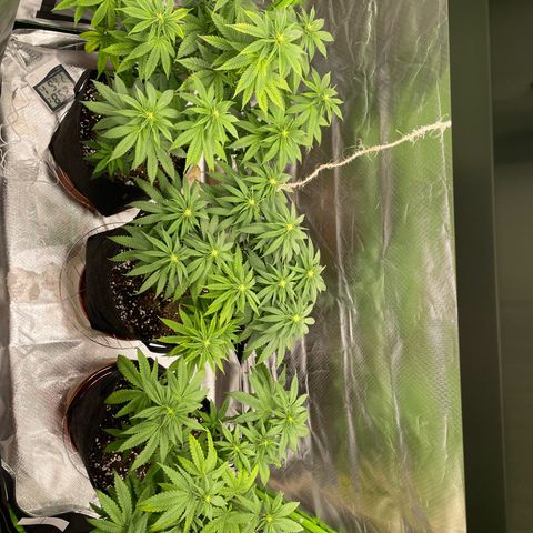 High Cloudz growlog timeline photo