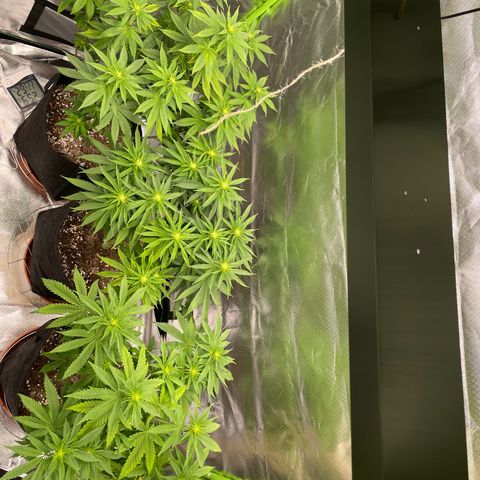 High Cloudz growlog timeline photo
