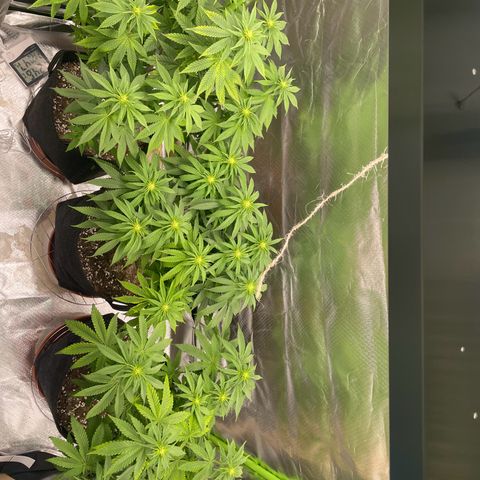 Pulp Friction growlog timeline photo