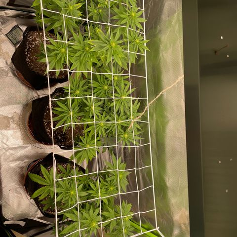 Persian Pie growlog timeline photo