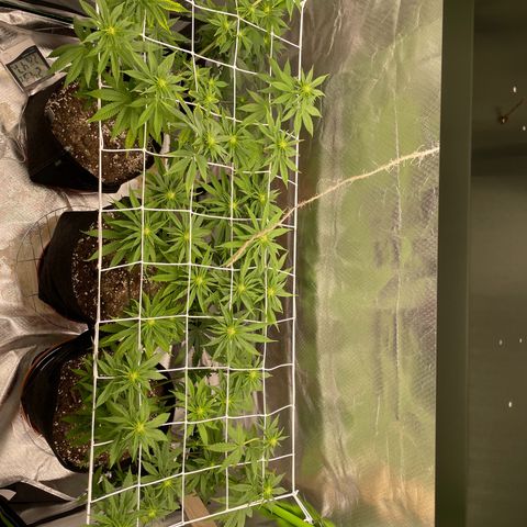 Persian Pie growlog timeline photo