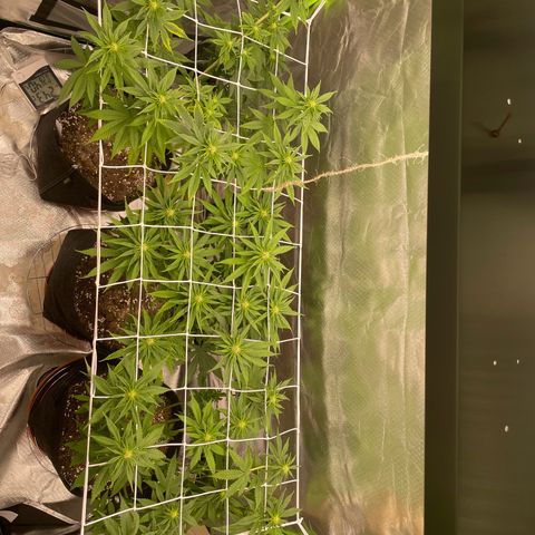 High Cloudz growlog timeline photo