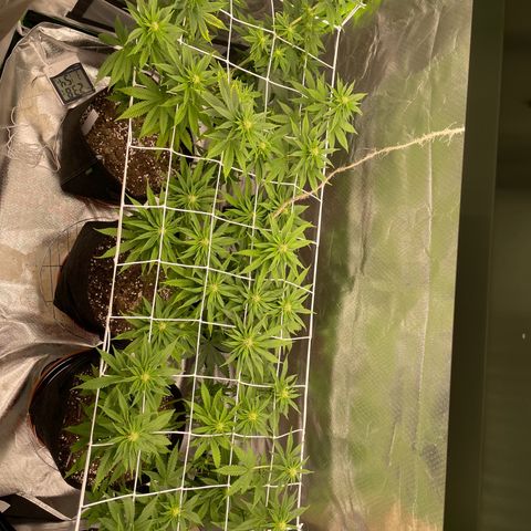 Pulp Friction growlog timeline photo