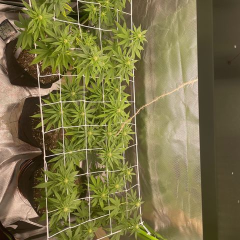 High Cloudz growlog timeline photo