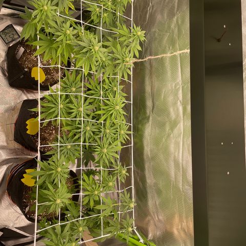 High Cloudz growlog timeline photo