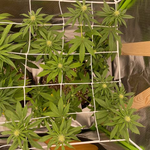 High Cloudz growlog timeline photo