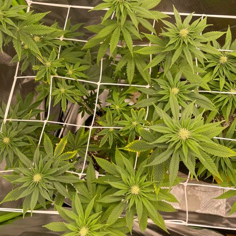 Persian Pie growlog timeline photo