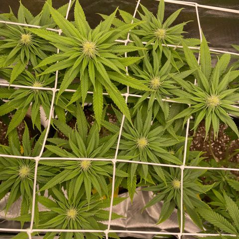 Pulp Friction growlog timeline photo