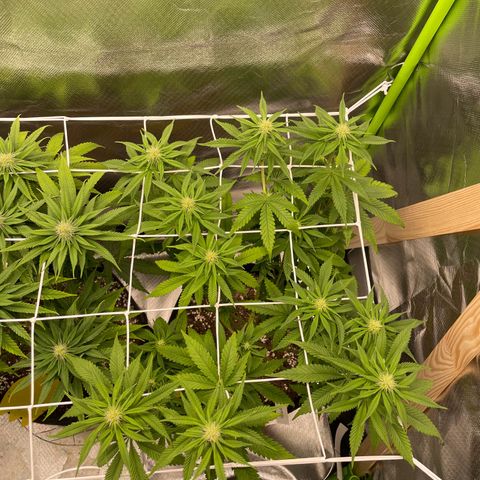 High Cloudz growlog timeline photo