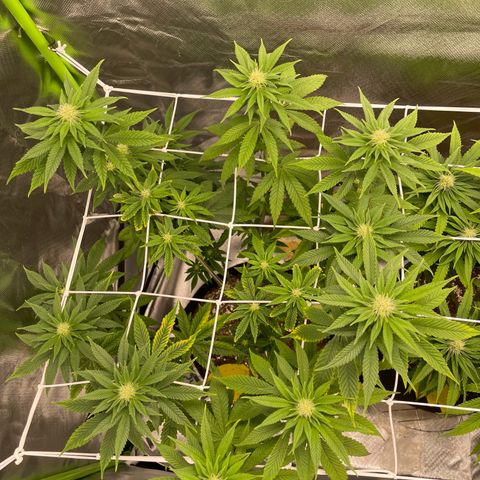 Persian Pie growlog timeline photo