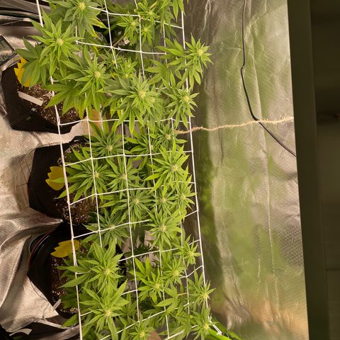 Persian Pie growlog timeline photo