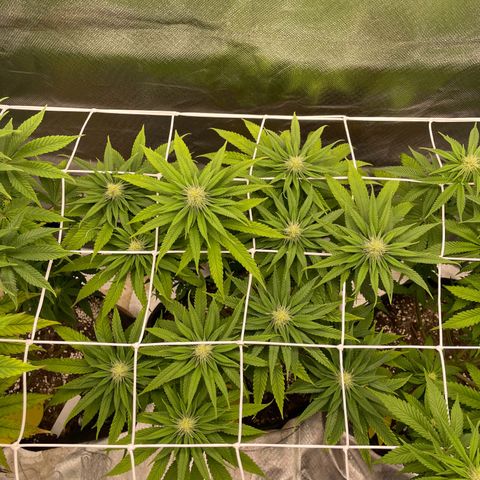 Pulp Friction growlog timeline photo